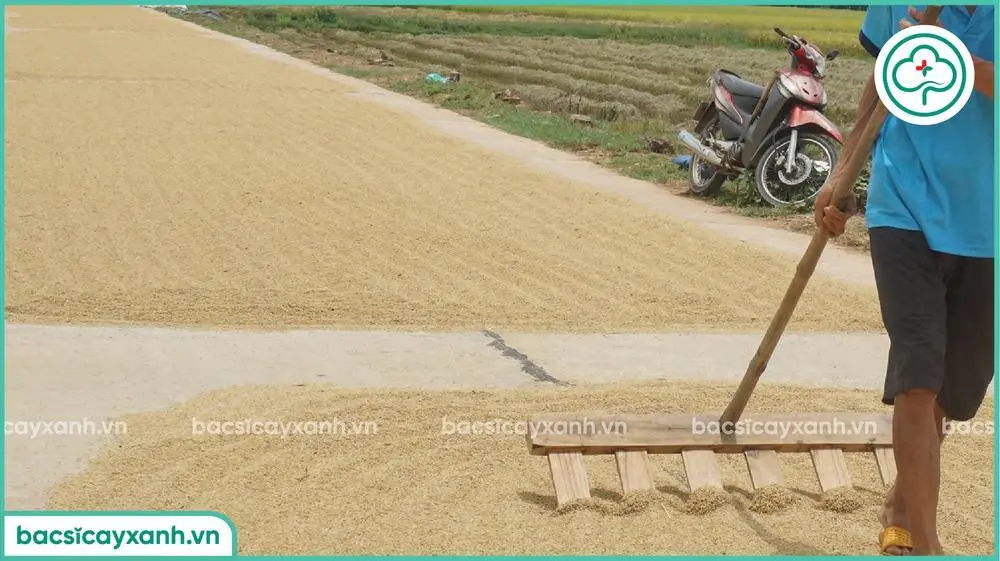 Phơi khô lúa bằng phương pháp thủ công